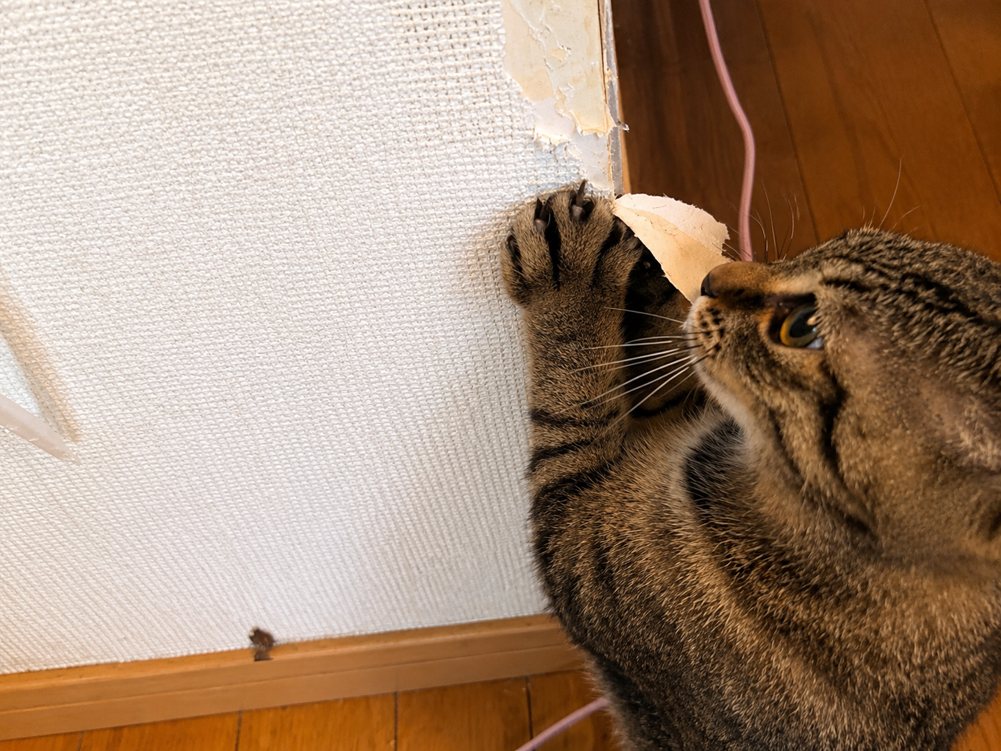 猫の爪とぎで破れた壁紙